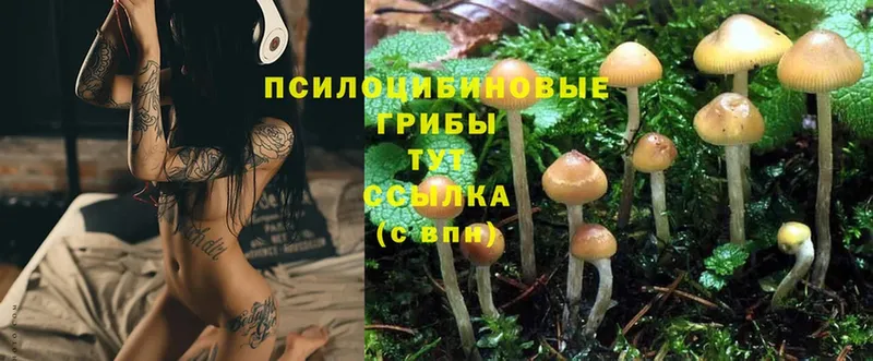 Галлюциногенные грибы Cubensis  Полевской 